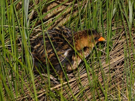 Hickman found a Yellow Rail after bushwacking through a swamp. Photo: Dominic Sherony, Wikimedia Commons.