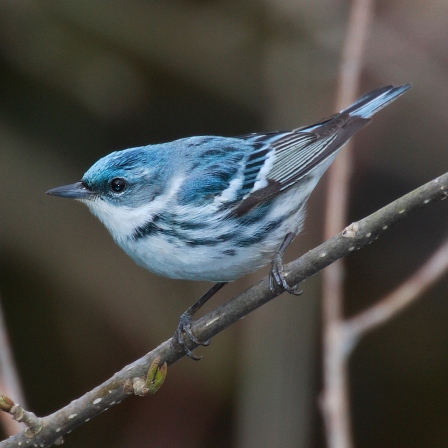 The Cerulean Warbler would also be affected by changes in climate in Michigan.